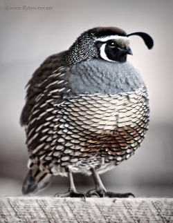 fat-birds:  Oil Paint Effect - California Valley Quail by Fly