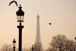 Up with the Birds