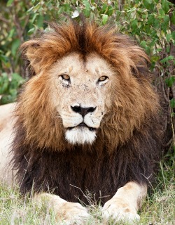 earth-song:  Black-maned Lion awaits his mate, Masai Mara, Kenya.