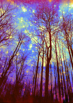 chibdm:  Stars..  Trees..