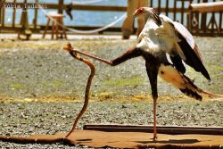 fat-birds:  prettybirds:  Secretary Bird showing a cobra who’s