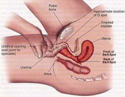 How to find the gspot. Do it. It’s important.