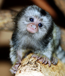 deboracpq:  Marmoset monkey by floridapfe on Flickr. 