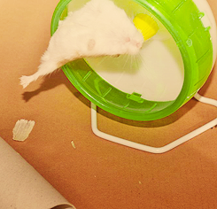 sweet-bitsy:  asteriskos:   my friend’s hamster having a tough