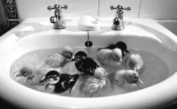 jgawd:  I think its cute, but, who puts ducks in the sink?  