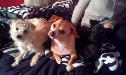My puppies need to be on my blog. C: Kandi, Cinnamon, and Dublynn.