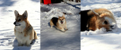 corgiaddict:  toby playing in the snow (: