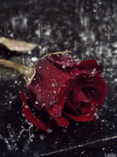 Eine Rose pour ma dame…