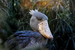 allcreatures:  A Whale-headed stork, a large African wading bird,