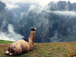 -cityoflove:  Machu Picchu, Peru via epicxero