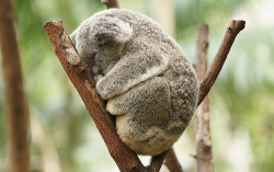 LOOK AT HOW FUCKING SOFT THIS THING IS?! WHY CANT I HAVE A KOALA