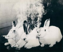 Rabbits Dressed As Ducks Smoking Cigarettes