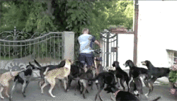 toptumbles:Man walks 16 freerunning sled dogs