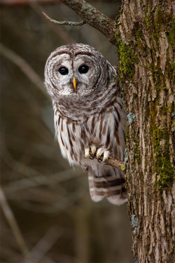 fairy-wren:  barred owl photo by steven oachs 