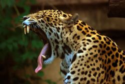 llbwwb:  Leopard Scarey Face :) Реваз Папаишвили