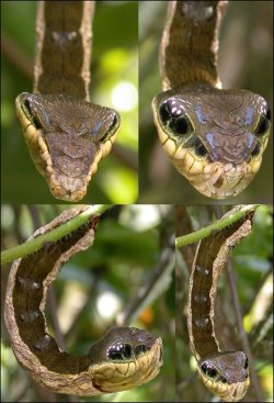 raurublock:  Caterpillar mimics snake. (very rare) - Imgur ベニスズメ(蛾)の一種の幼虫。ヘビそっくりに擬態する。
