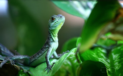 magicalnaturetour:  The Lizard King by ~NENE00 :)  Damn, this