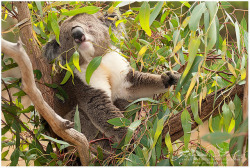 treeclimbingkoalas:  Koala_K3B6467 by www.jeroenstel.com on Flickr.