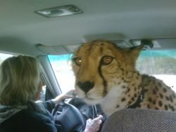 alexmogle:  Cheetah from Cincinnati Zoo riding shot gun. story