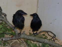 comebackzinc:  To everyone who would claim crows are nothing