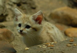 whipmyfrobackandforth:  intrinsicallylinkedlife:  The sand cat