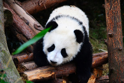 Giant Panda Photos