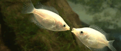 hashtagwh4t:  ch4in:  aw, fish have a better relationship than