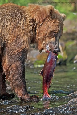 magicalnaturetour:  by Buck Shreck via photozz :) 