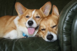 corgiaddict:  Mae and Riley cuddling<3