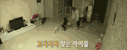 latae-deactivated20210713:  Dongwoo’s Tribal Dog Dance 
