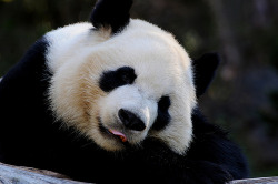 Giant Panda Photos