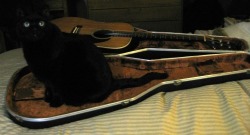 getoutoftherecat:  get out of there cat. you are not a guitar.