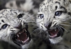 theanimalblog:  Baby Snow Leopards (by fightingwyvern) 
