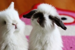 Awwww. Bunnies. I want!