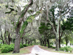 shineslikethetop:  bonaventure cemetery in savannah georgia read