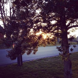 Light through the trees. (Taken with instagram)