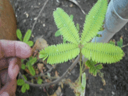 deguello:  This plant is called “makahiya”; in Tagalog, ‘hiya’