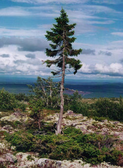 “Old Tjikko is a 9,550 year old Norway Spruce tree,