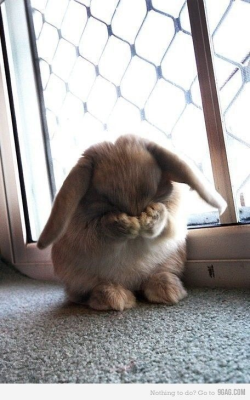  awwwl the widdle wabbit is worried :)