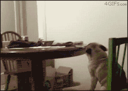  THIS IS MY ALL TIME FAVORITE GIF EVER 