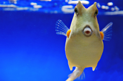 shujinkakusama:  cureempaffu:  fyeah-seacreatures:  Cowfish.