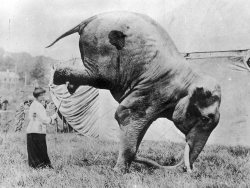 The elephant trainer