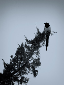 According to the tags on this, this is a picture of a magpie