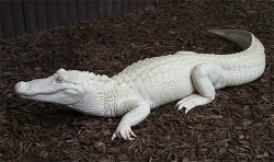  albino. 