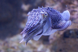 devotingfulltimetofloating:  Cuttlefish by baldrick2dogs on Flickr.
