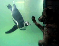the-absolute-best-gifs:  bunnyfood: A dog meets a penguin for