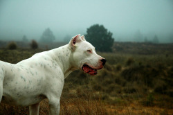 itsallaboutdogs:  Dogo Argentino.