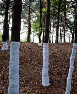  “Tree, line”, by Zander Olsen. 