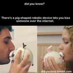 did-you-kno:  The device called Kissenger is a pig-shaped robot