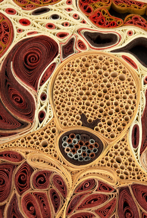 geneticist:  Artist Lisa Nilsson constructed various cross sections of the human body using only pieces of rolled paper. Click to zoom in on each picture and be amazed. 